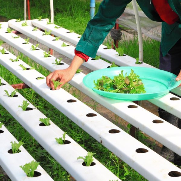 cultivos hidroponicos